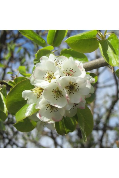 Квіти груші Десертна під час цвітіння